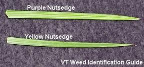 Figure 3. Leaf blade comparison between yellow and purple nutsed